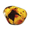 Amber, fossil, resin, baltic, polished, inserts, insects, fossilized, eocene