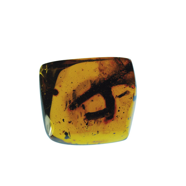 Amber, fossil, resin, baltic, polished, inserts, insects, fossilized, eocene