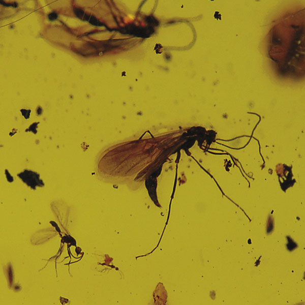 Hymenoptera, Coleoptera, Diptera (Various specimens)