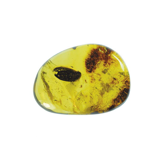 Amber, fossil, resin, baltic, polished