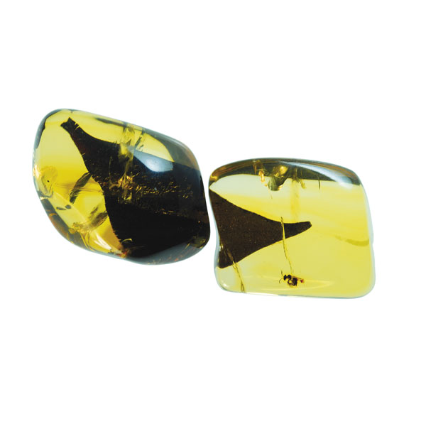 Amber with Hymenoptera. 2 pieces