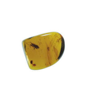 Amber, fossil, resin, baltic, polished, inserts, insects, fossilized, eocene