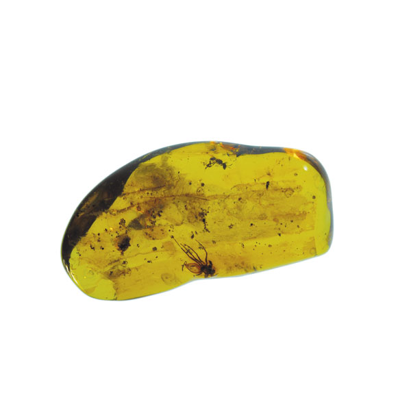 Amber, fossil, resin, baltic, polished, inserts, insects, fossilized, eocene