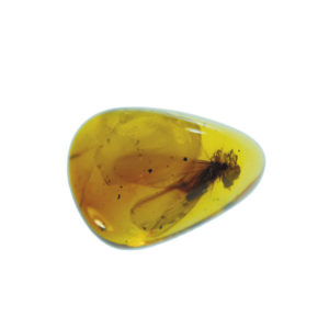 Amber, fossil, resin, baltic, polished, inserts, insects, fossilized, eocene