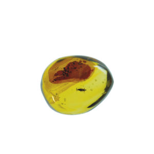 Amber, fossil, resin, baltic, polished, inserts, insects, fossilized, eocene