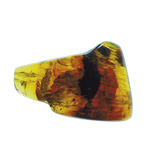 Amber with Apidae