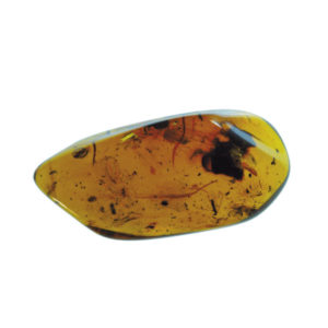 Amber, fossil, resin, baltic, polished, inserts, insects, fossilized, eocene