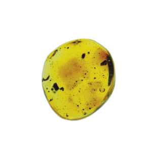 Amber, fossil, resin, baltic, polished, inserts, insects, fossilized, eocene