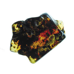 Termitidae, H2O, Amber, fossil, resin, baltic, polished, inserts, insects, fossilized, eocene