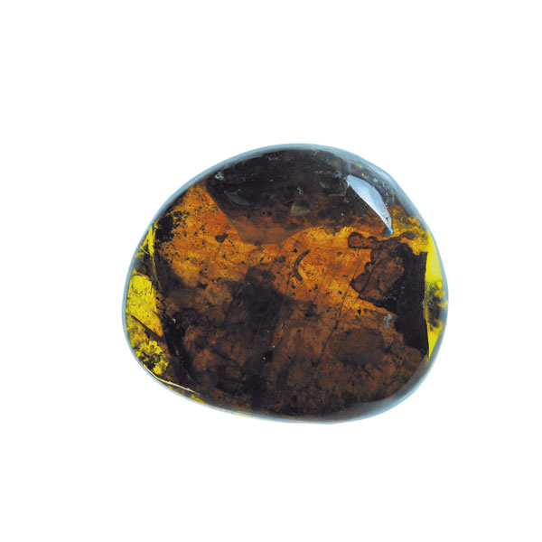 Amber, fossil, resin, baltic, polished, inserts, insects, fossilized, eocene